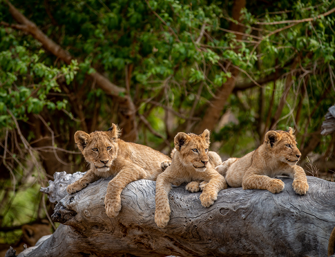 strategiq-dswf1 StrategiQ - David Shepherd Wildlife Foundation case study: Three lion cubs share a view from a rock.