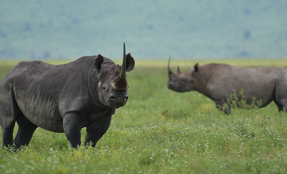 strategiq-dswf3 StrategiQ - David Shepherd Wildlife Foundation case study: A pair of black rhinos.