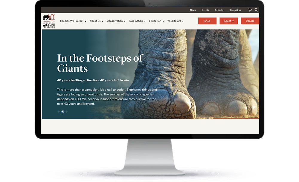 strategiq-dswf_site_1000x600 StrategiQ - David Shepherd Wildlife Foundation case study: The DSWF homepage.